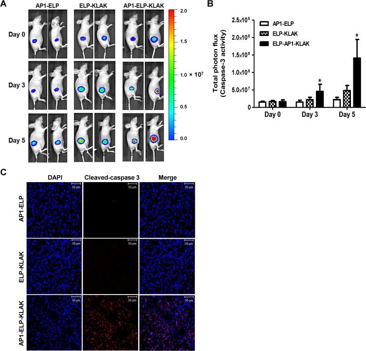 https://cdn.ncbi.nlm.nih.gov/pmc/blobs/a2ac/8318221/3114e52298bf/IJN-16-5039-g0007.jpg