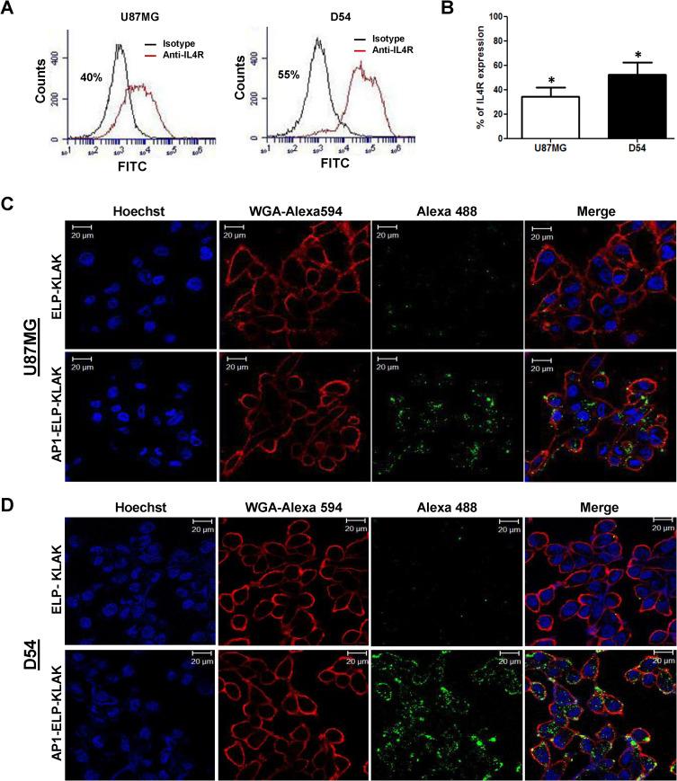 https://cdn.ncbi.nlm.nih.gov/pmc/blobs/a2ac/8318221/80db25f68624/IJN-16-5039-g0003.jpg