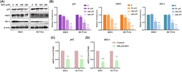 https://cdn.ncbi.nlm.nih.gov/pmc/blobs/a2ae/12431579/d71b09c09966/AME2-8-1155-g004.jpg