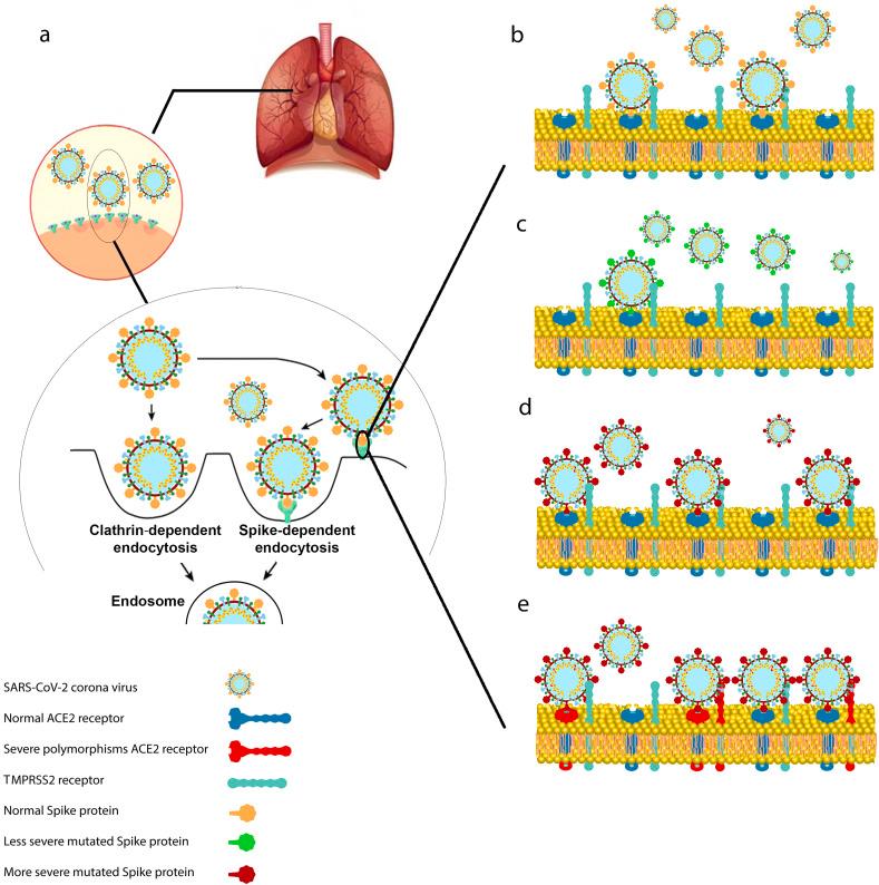 https://cdn.ncbi.nlm.nih.gov/pmc/blobs/a2b0/8236413/82100d72ca7c/gr3_lrg.jpg