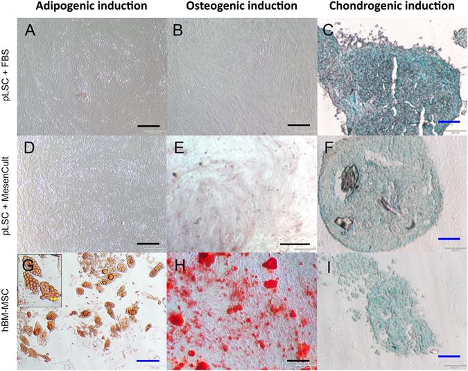 https://cdn.ncbi.nlm.nih.gov/pmc/blobs/a2b2/5527094/1d157e58a0d1/41598_2017_6898_Fig4_HTML.jpg
