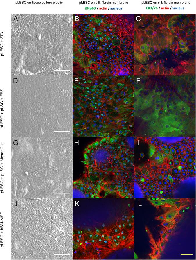 https://cdn.ncbi.nlm.nih.gov/pmc/blobs/a2b2/5527094/75f1662b0ac5/41598_2017_6898_Fig7_HTML.jpg