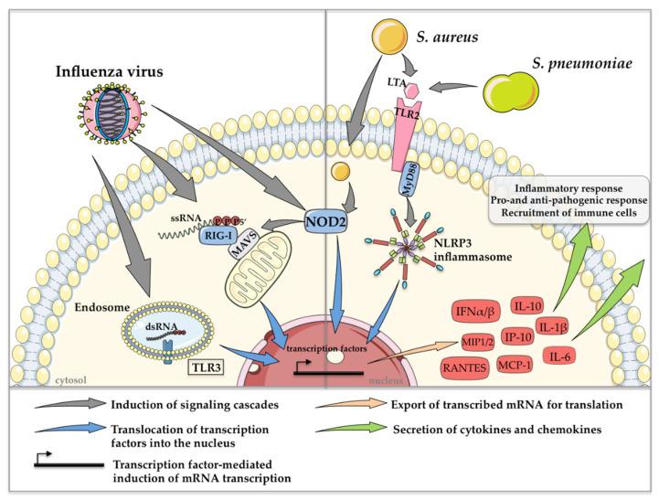https://cdn.ncbi.nlm.nih.gov/pmc/blobs/a2b2/8196994/d5e2dc867acb/ijms-22-05486-g002.jpg
