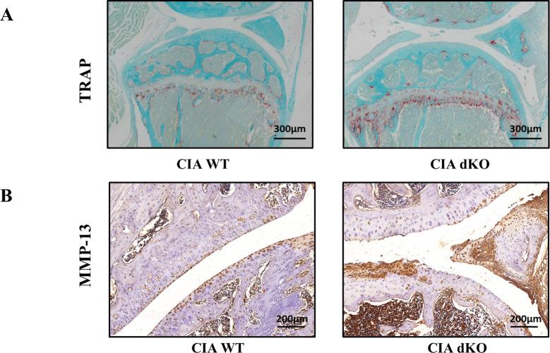 https://cdn.ncbi.nlm.nih.gov/pmc/blobs/a2b2/9747153/35bd4fc069fb/elife-78085-fig8-figsupp1.jpg