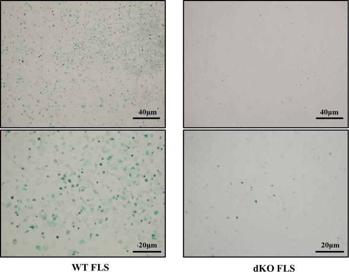 https://cdn.ncbi.nlm.nih.gov/pmc/blobs/a2b2/9747153/b1fd65c8d238/elife-78085-fig5-figsupp1.jpg