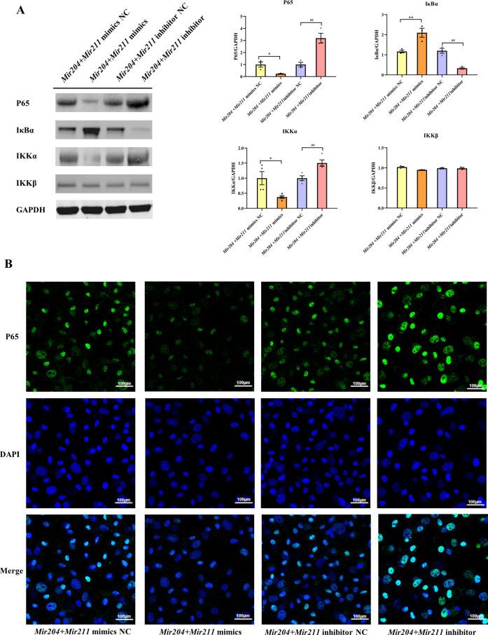 https://cdn.ncbi.nlm.nih.gov/pmc/blobs/a2b2/9747153/c22b4069bbd8/elife-78085-fig4.jpg