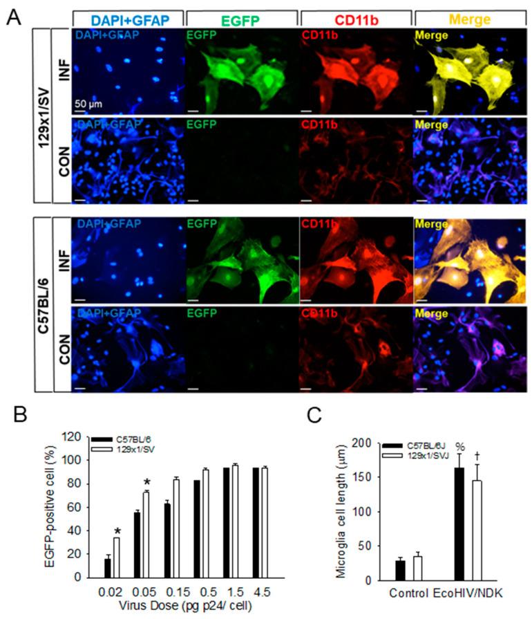 https://cdn.ncbi.nlm.nih.gov/pmc/blobs/a2b3/11125688/140359631cdf/viruses-16-00693-g003.jpg