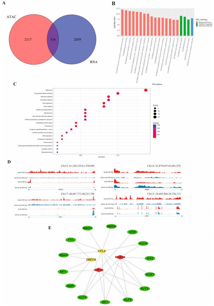 https://cdn.ncbi.nlm.nih.gov/pmc/blobs/a2b6/11172533/26dab01fef81/ijms-25-06029-g004.jpg