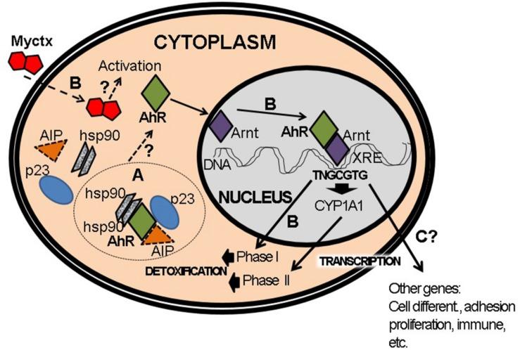 https://cdn.ncbi.nlm.nih.gov/pmc/blobs/a2b7/6798329/7d526239d80f/fmicb-10-02347-g006.jpg