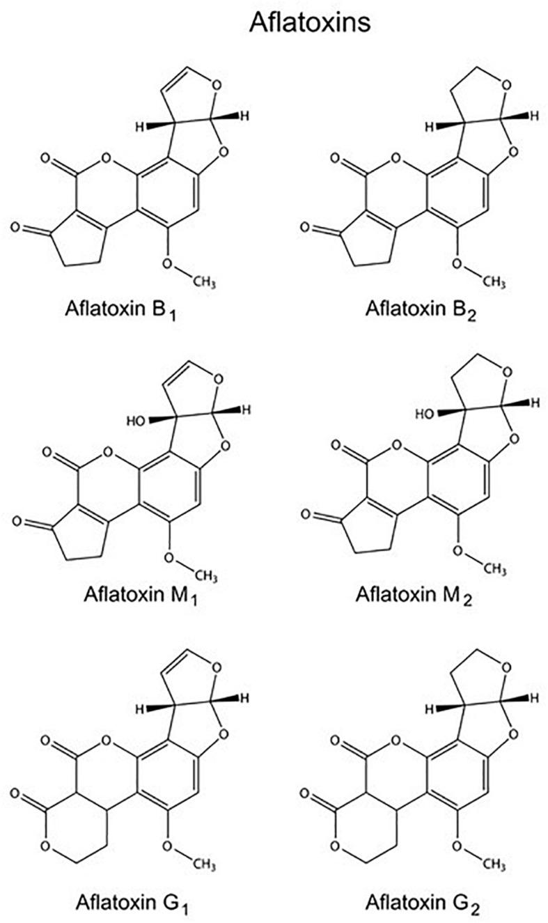 https://cdn.ncbi.nlm.nih.gov/pmc/blobs/a2b7/6798329/8f0ac9e36568/fmicb-10-02347-g001.jpg