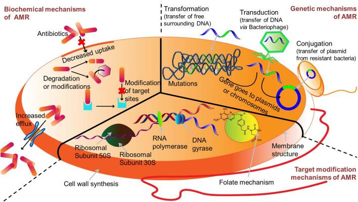 https://cdn.ncbi.nlm.nih.gov/pmc/blobs/a2b7/9373336/01a41e2ee8f2/12951_2022_1573_Fig3_HTML.jpg