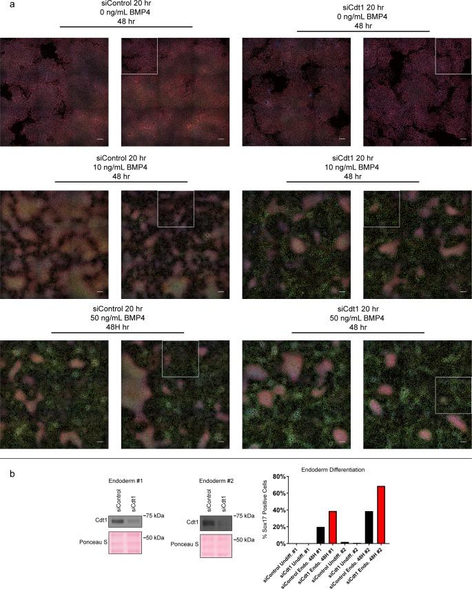 https://cdn.ncbi.nlm.nih.gov/pmc/blobs/a2ba/5720591/7e74eec3f5e0/elife-30473-fig7-figsupp1.jpg