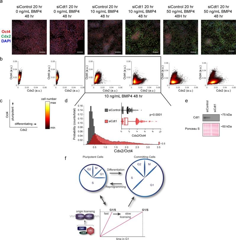 https://cdn.ncbi.nlm.nih.gov/pmc/blobs/a2ba/5720591/e1d873e2c7de/elife-30473-fig7.jpg