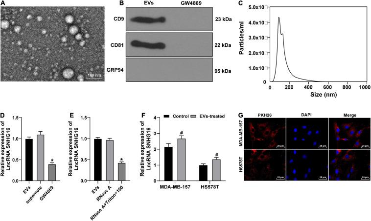 https://cdn.ncbi.nlm.nih.gov/pmc/blobs/a2ba/8267525/5c19effe8a90/fcell-09-628573-g003.jpg