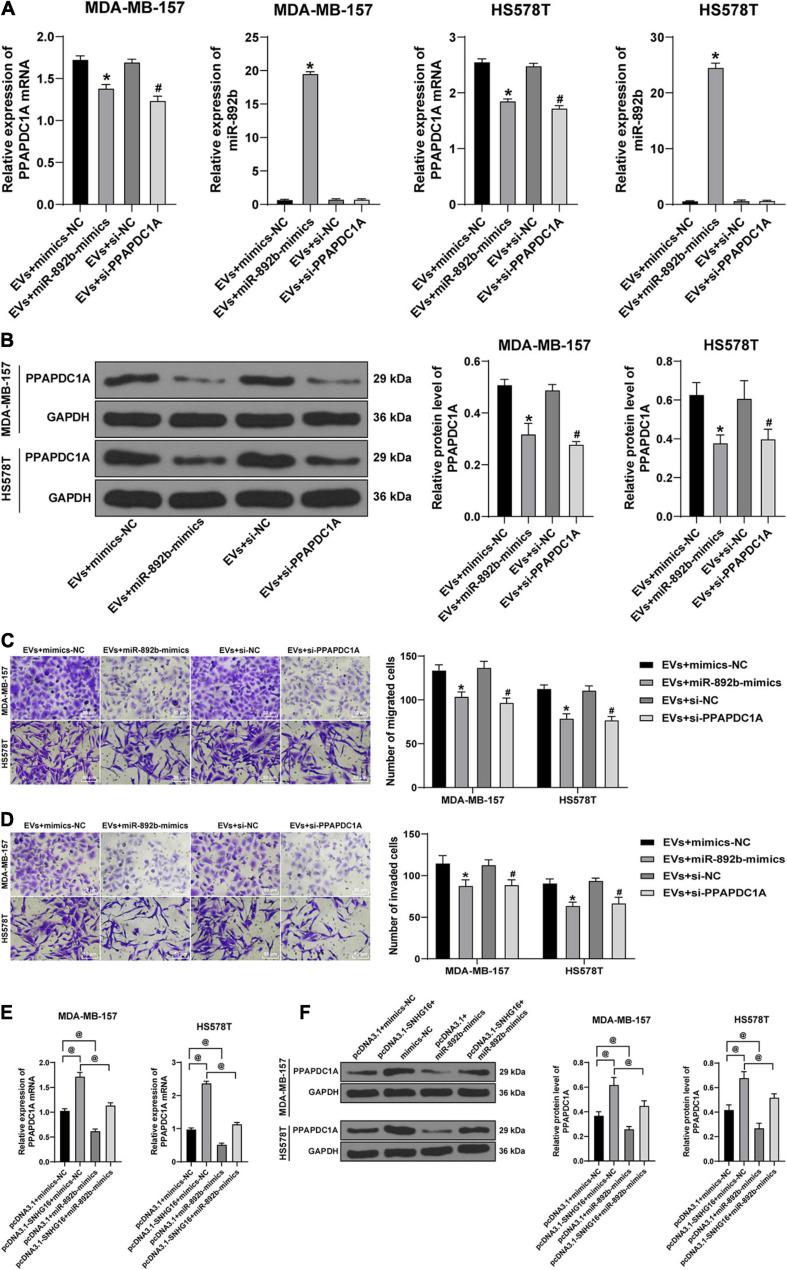 https://cdn.ncbi.nlm.nih.gov/pmc/blobs/a2ba/8267525/fd330207df90/fcell-09-628573-g006.jpg