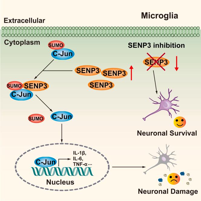 https://cdn.ncbi.nlm.nih.gov/pmc/blobs/a2bd/10272502/9061d835d3b4/fx1.jpg