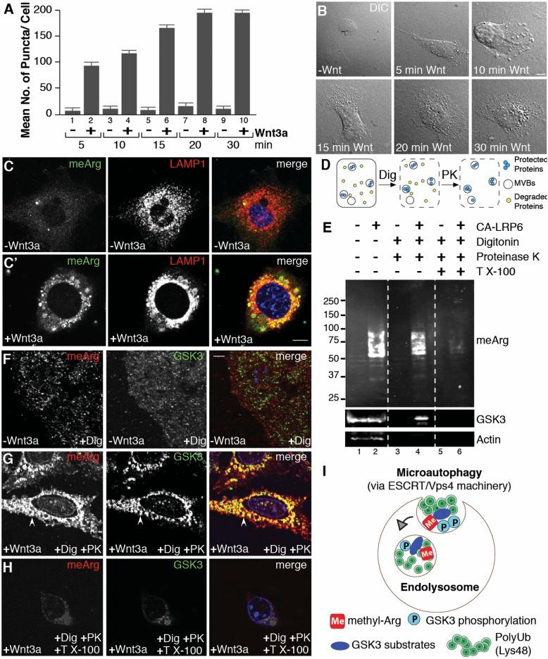 https://cdn.ncbi.nlm.nih.gov/pmc/blobs/a2be/6003351/300df922e6a0/pnas.1804091115fig01.jpg