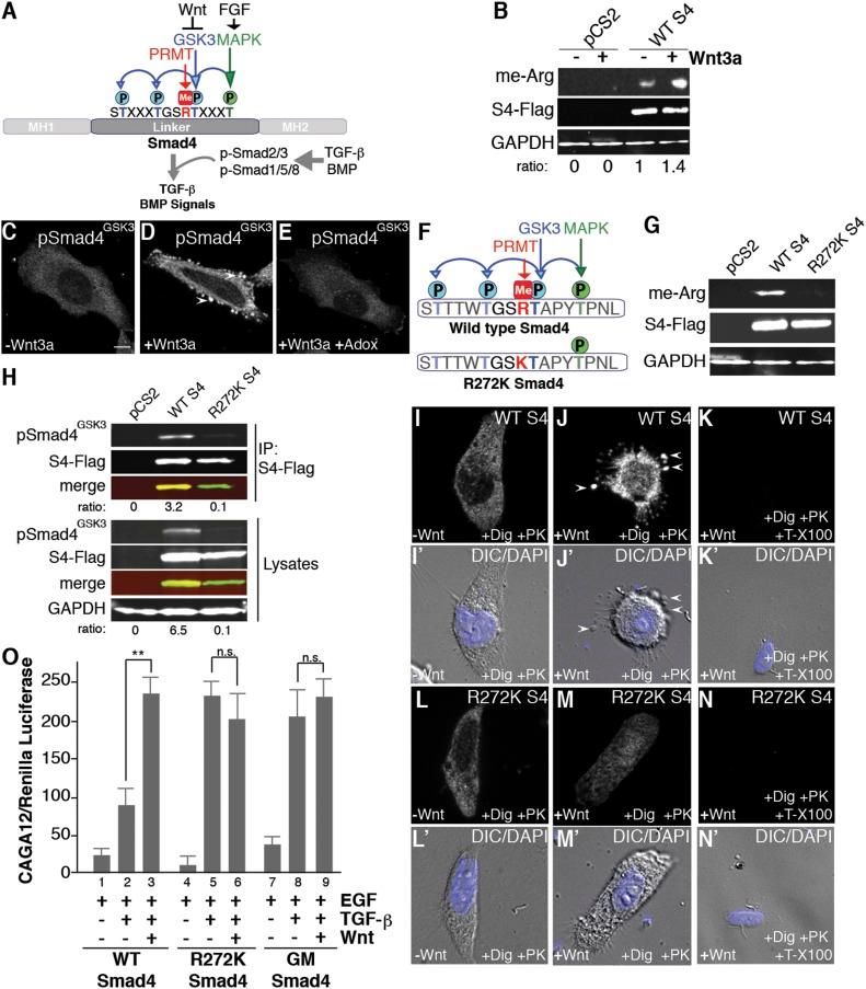 https://cdn.ncbi.nlm.nih.gov/pmc/blobs/a2be/6003351/4137ef4f9507/pnas.1804091115fig04.jpg