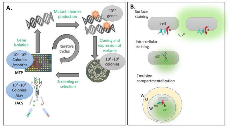 https://cdn.ncbi.nlm.nih.gov/pmc/blobs/a2bf/10378642/3857ed403a2a/cells-12-01875-g004.jpg