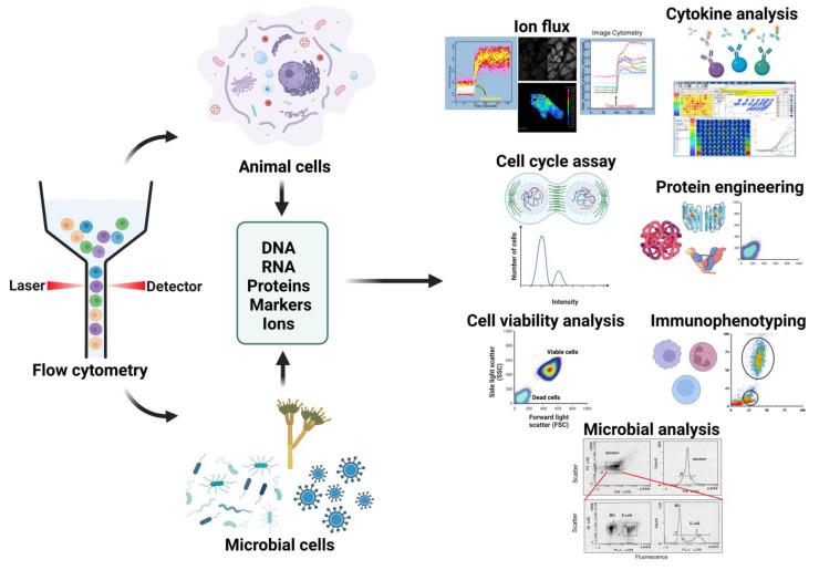 https://cdn.ncbi.nlm.nih.gov/pmc/blobs/a2bf/10378642/bc9c989e2d07/cells-12-01875-g003.jpg