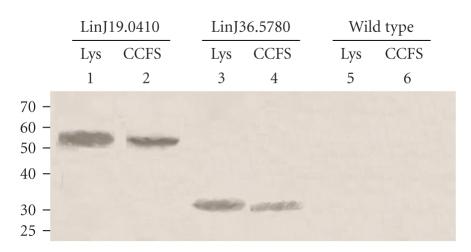 https://cdn.ncbi.nlm.nih.gov/pmc/blobs/a2c0/2817377/c59fc07cce22/JBB2010-752698.004.jpg