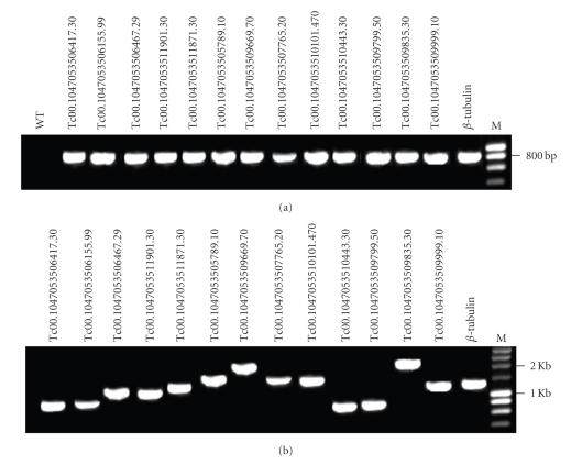 https://cdn.ncbi.nlm.nih.gov/pmc/blobs/a2c0/2817377/cd9640dbef65/JBB2010-752698.002.jpg