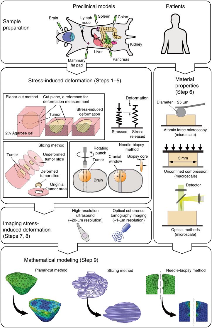 https://cdn.ncbi.nlm.nih.gov/pmc/blobs/a2c2/11001506/c4e13e3c896d/ten.teb.2023.0106_figure2.jpg