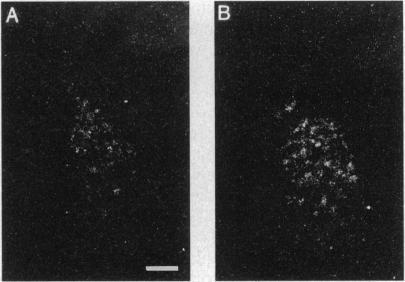 https://cdn.ncbi.nlm.nih.gov/pmc/blobs/a2c2/41052/0b71e0557cef/pnas01497-0267-b.jpg