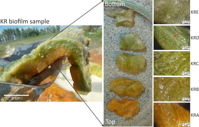 https://cdn.ncbi.nlm.nih.gov/pmc/blobs/a2c3/11829031/b3032b0cea5e/41598_2025_90175_Fig2_HTML.jpg
