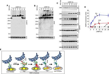 https://cdn.ncbi.nlm.nih.gov/pmc/blobs/a2c6/5325540/16867f30734f/1602038-F2.jpg