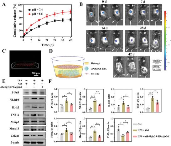 https://cdn.ncbi.nlm.nih.gov/pmc/blobs/a2c7/10265076/e81ccce8d3f4/ADVS-10-2206306-g010.jpg