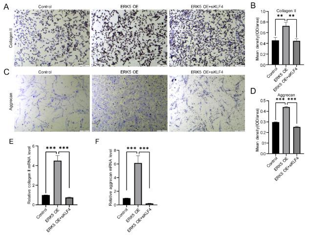 https://cdn.ncbi.nlm.nih.gov/pmc/blobs/a2c7/11557884/6fa00375b671/41598_2024_78676_Fig6_HTML.jpg