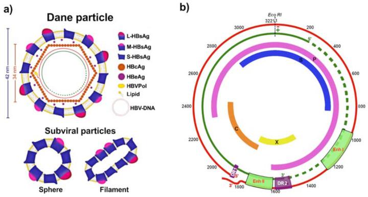 https://cdn.ncbi.nlm.nih.gov/pmc/blobs/a2d0/8235420/07cb37ff5451/viruses-13-01167-g001.jpg
