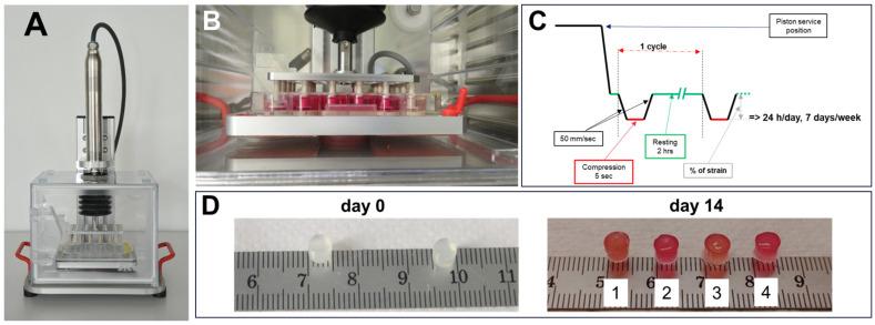https://cdn.ncbi.nlm.nih.gov/pmc/blobs/a2d5/11720650/23a10726a6bf/cells-14-00025-g001.jpg