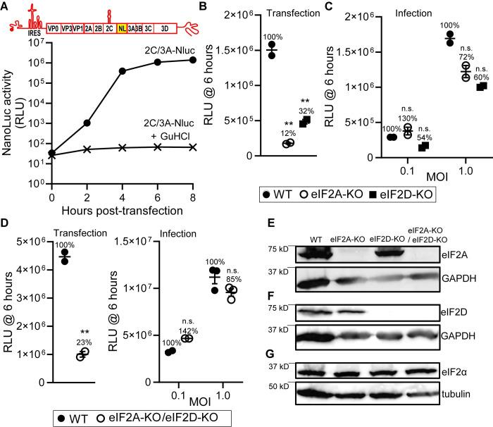 https://cdn.ncbi.nlm.nih.gov/pmc/blobs/a2d9/9894558/b398124e5ade/pbio.3001693.g012.jpg