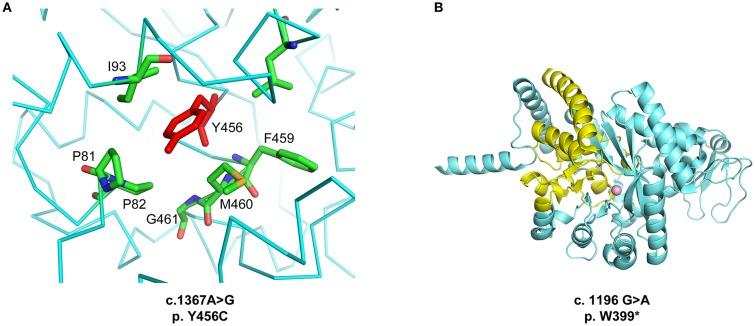 https://cdn.ncbi.nlm.nih.gov/pmc/blobs/a2da/6339927/b5c131a2769c/fimmu-09-02767-g0001.jpg