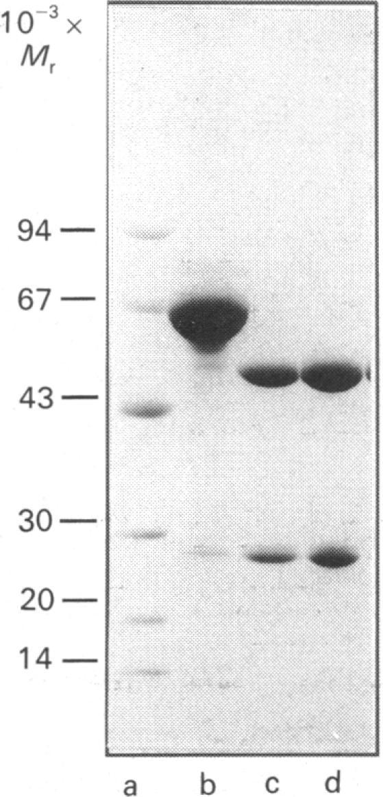https://cdn.ncbi.nlm.nih.gov/pmc/blobs/a2db/1130685/9f521f93170a/biochemj00143-0031-a.jpg