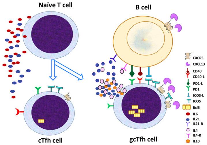 https://cdn.ncbi.nlm.nih.gov/pmc/blobs/a2db/12028949/0bca5b9a5a5a/life-15-00666-g002.jpg