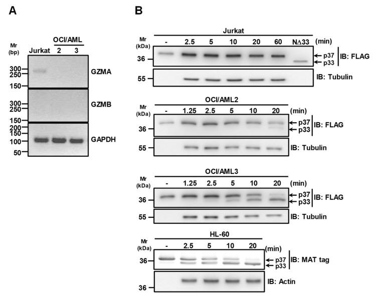 https://cdn.ncbi.nlm.nih.gov/pmc/blobs/a2de/7226146/d81ec79d2b59/biomolecules-10-00531-g003.jpg