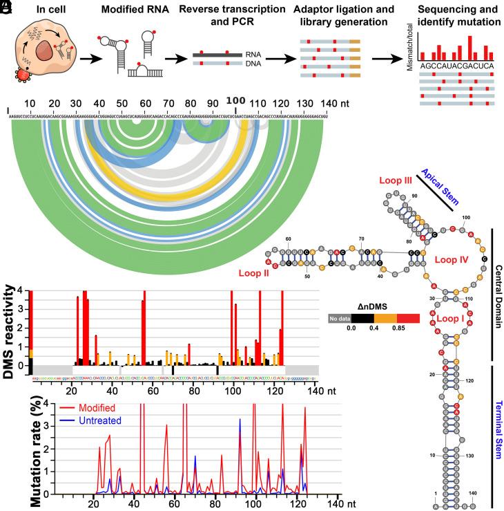 https://cdn.ncbi.nlm.nih.gov/pmc/blobs/a2df/11194592/78ba029c50b1/pnas.2320782121fig01.jpg