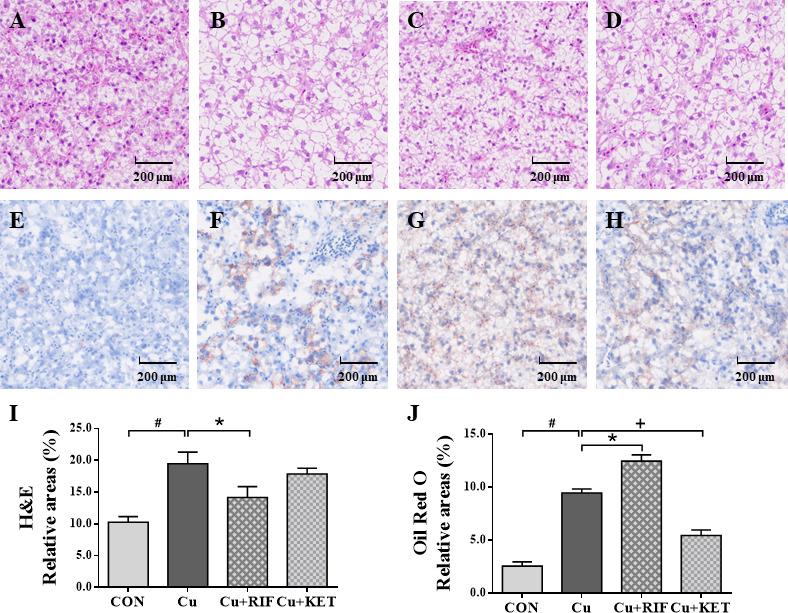 https://cdn.ncbi.nlm.nih.gov/pmc/blobs/a2e2/9365941/4fdee02a5a11/fendo-13-950985-g002.jpg
