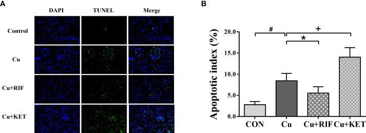 https://cdn.ncbi.nlm.nih.gov/pmc/blobs/a2e2/9365941/e8394c50e57d/fendo-13-950985-g006.jpg