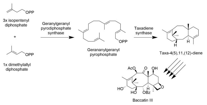 https://cdn.ncbi.nlm.nih.gov/pmc/blobs/a2ec/8002726/27835df4d300/plants-10-00569-g005.jpg