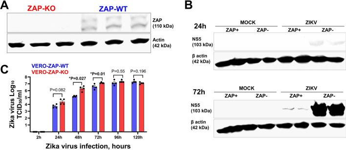 https://cdn.ncbi.nlm.nih.gov/pmc/blobs/a2ed/11549788/550a5ae2ff6f/12985_2024_2557_Fig1_HTML.jpg