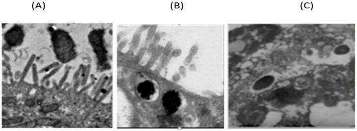 https://cdn.ncbi.nlm.nih.gov/pmc/blobs/a2ed/12195564/8b4e33bafda8/microorganisms-13-01428-g005.jpg