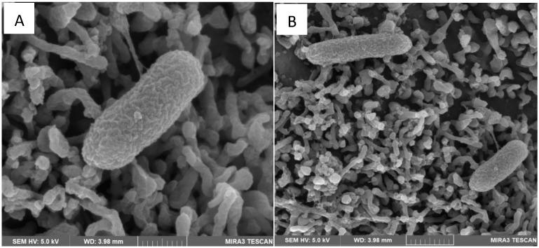 https://cdn.ncbi.nlm.nih.gov/pmc/blobs/a2ed/12195564/d09a1966d52c/microorganisms-13-01428-g001.jpg