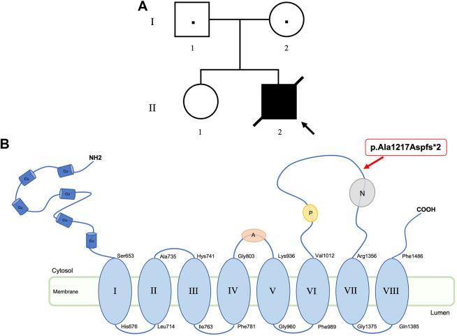 https://cdn.ncbi.nlm.nih.gov/pmc/blobs/a2f4/10017521/7d6ce795146c/fgene-14-1077625-g001.jpg