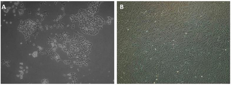 https://cdn.ncbi.nlm.nih.gov/pmc/blobs/a2f9/7063422/915cccea777a/figs1.jpg