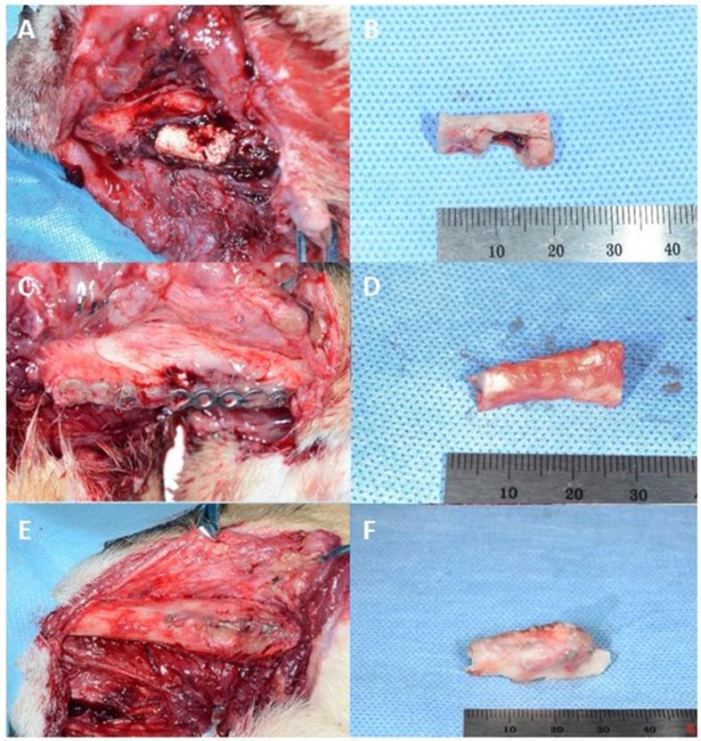 https://cdn.ncbi.nlm.nih.gov/pmc/blobs/a2f9/7063422/ffe953ade410/figs4.jpg