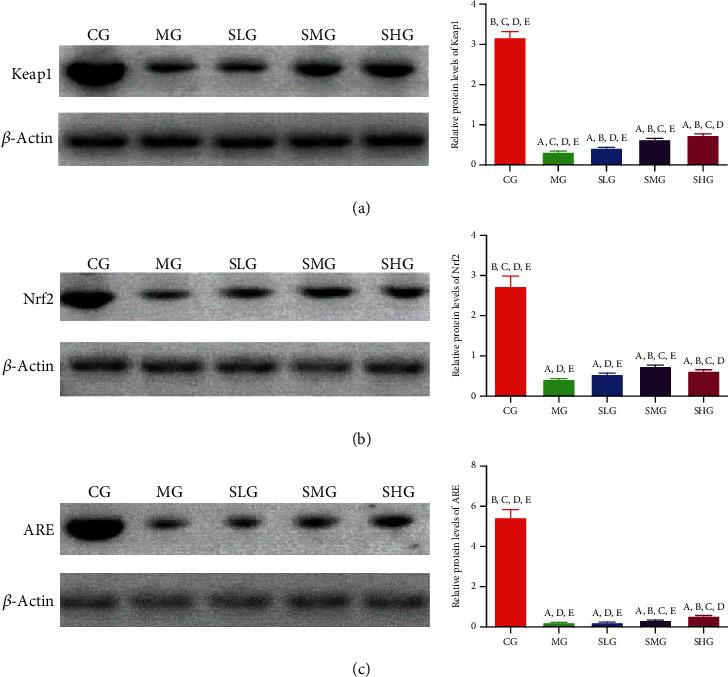 https://cdn.ncbi.nlm.nih.gov/pmc/blobs/a2f9/7652616/358a39b0b8b2/OMCL2020-9217219.007.jpg